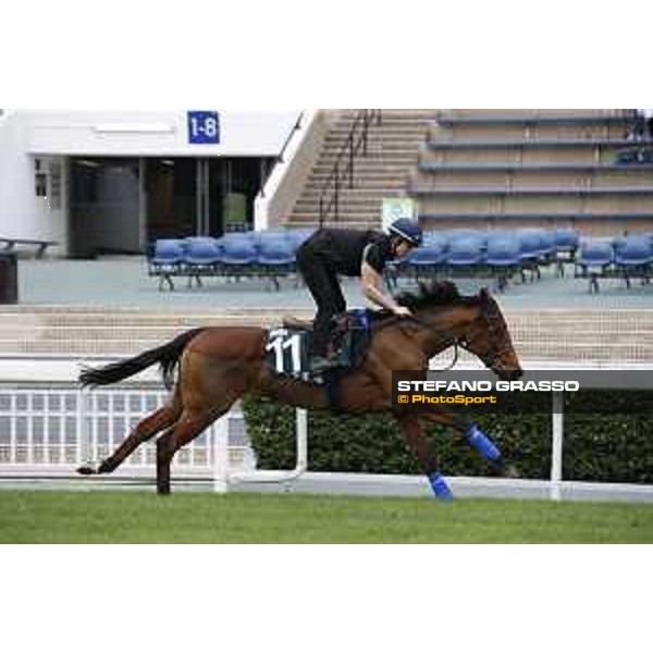 Morning track works at Sha Tin racecourse - Smart Call - Hong Kong - 7 December 2017 - ph.Stefano Grasso/Longines