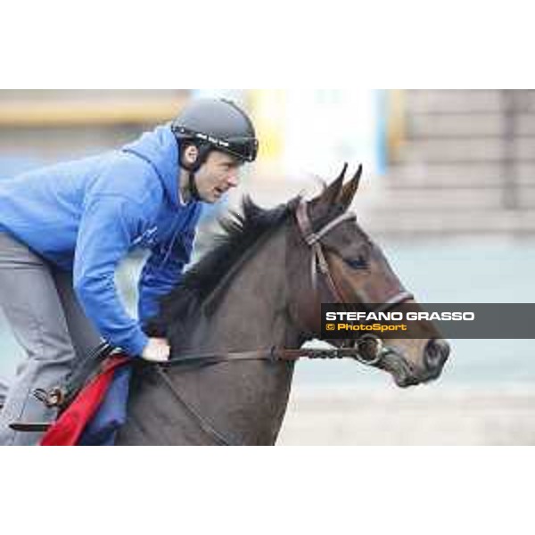 Morning track works at Sha Tin racecourse - Garlingari - Stephane Pasquier - Hong Kong - 7 December 2017 - ph.Stefano Grasso/Longines