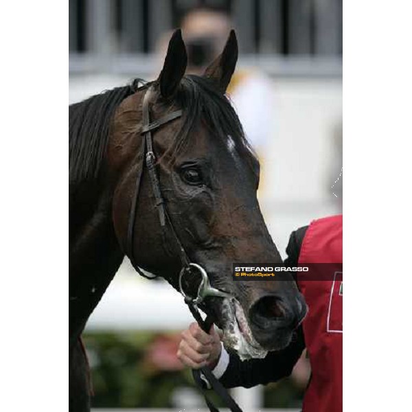 a close up for Ramonti after winning the Cathay Pacific Hong Kong Cup Hong Kong, Sha Tin racetrack, 9th dec. 2007 ph. Stefano Grasso