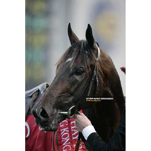 a close up for Ramonti after winning the Cathay Pacific Hong Kong Cup Hong Kong, Sha Tin racetrack, 9th dec. 2007 ph. Stefano Grasso