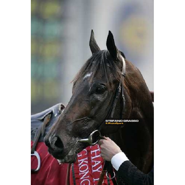 a close up for Ramonti after winning the Cathay Pacific Hong Kong Cup Hong Kong, Sha Tin racetrack, 9th dec. 2007 ph. Stefano Grasso