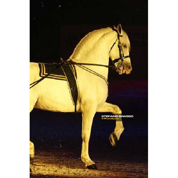 Horse Sense show - Fiera Cavalli Verona, 9th nov. 2007 ph. Stefano Grasso