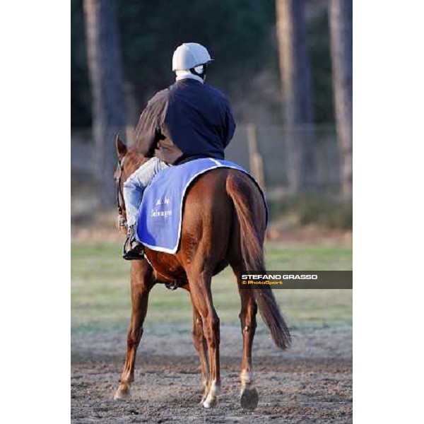 morning works at \' I Cotoni\' Pisa San Rossore, 17th dec. 2007 ph. Stefano Grasso