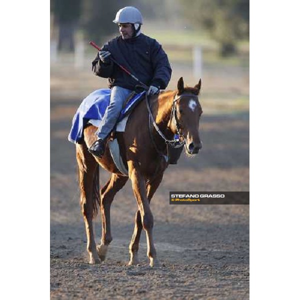 morning works at \' I Cotoni\' Pisa San Rossore, 17th dec. 2007 ph. Stefano Grasso