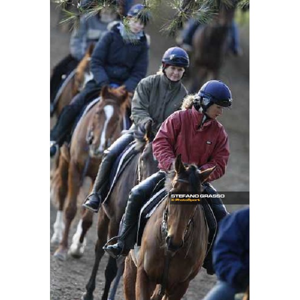 morning works at \' I Cotoni\' Pisa San Rossore, 17th dec. 2007 ph. Stefano Grasso