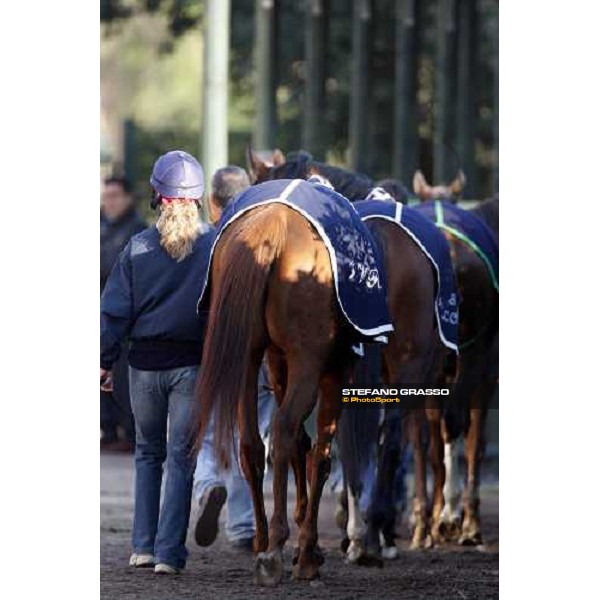 horses parading at Pisa San Rossore before the race Pisa, 16th dec. 2007 ph. Stefano Grasso