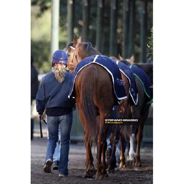 horses parading at Pisa San Rossore before the race Pisa, 16th dec. 2007 ph. Stefano Grasso