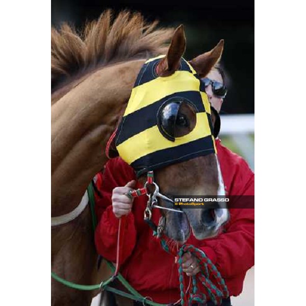 racing at Mediterraneo racecourse Siracusa, 12th jan. 2008 ph. Stefano Grasso