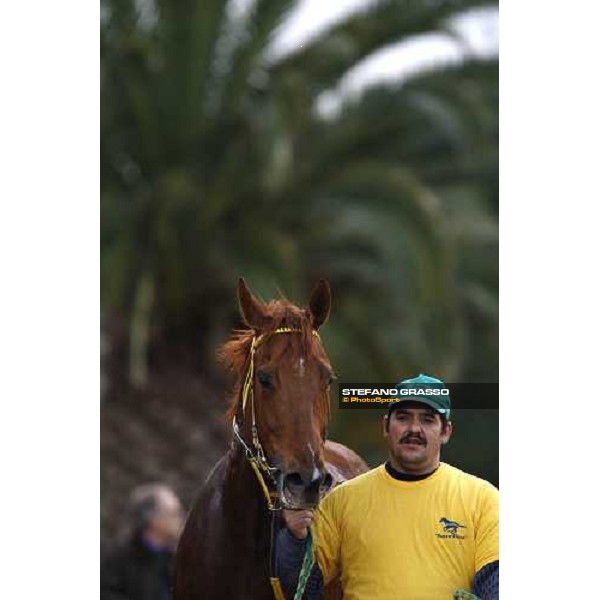 after racing at Mediterraneo racecourse Siracusa, 12th jan. 2008 ph. Stefano Grasso