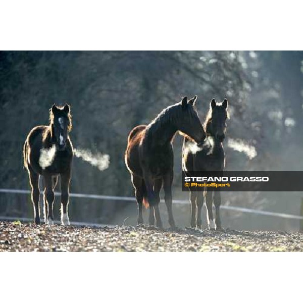 yearlings in the paddocks of Biasuzzi Stud Colloredo di Monte Albano (Ud), 24th jan. 2008 ph. Stefano Grasso