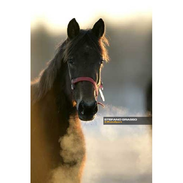 close up for a yearling in the paddocks of Biasuzzi Stud Colloredo di Monte Albano (Ud), 24th jan. 2008 ph. Stefano Grasso