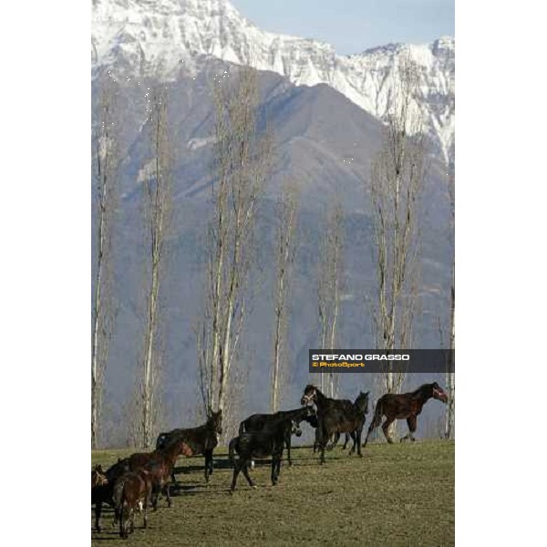 yearlings in the paddocks of Biasuzzi Stud Colloredo di Monte Albano (Ud), 24th jan. 2008 ph. Stefano Grasso