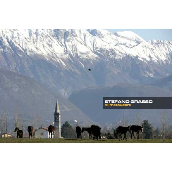 yearlings in the paddocks of Biasuzzi Stud Colloredo di Monte Albano (Ud), 24th jan. 2008 ph. Stefano Grasso