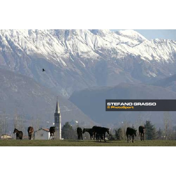 yearlings in the paddocks of Biasuzzi Stud Colloredo di Monte Albano (Ud), 24th jan. 2008 ph. Stefano Grasso