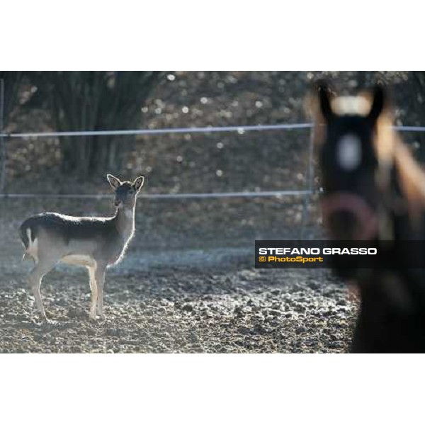 a young fallow-deer in the paddocks of Biasuzzi Stud Colloredo di Monte Albano (Ud), 24th jan. 2008 ph. Stefano Grasso