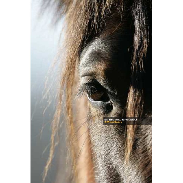 close up for a yearling in the paddocks of Biasuzzi Stud Colloredo di Monte Albano (Ud), 24th jan. 2008 ph. Stefano Grasso