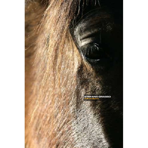 close up for a yearling in the paddocks of Biasuzzi Stud Colloredo di Monte Albano (Ud), 24th jan. 2008 ph. Stefano Grasso