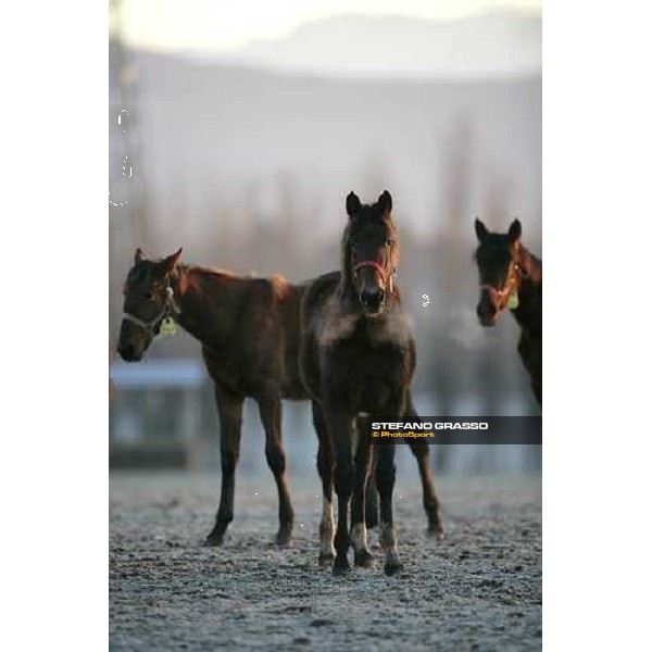 yearlings in the paddocks of Biasuzzi Stud Colloredo di Monte Albano (Ud), 24th jan. 2008 ph. Stefano Grasso