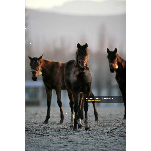 yearlings in the paddocks of Biasuzzi Stud Colloredo di Monte Albano (Ud), 24th jan. 2008 ph. Stefano Grasso