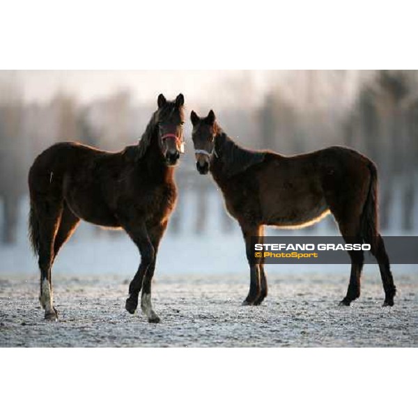 yearlings in the paddocks of Biasuzzi Stud Colloredo di Monte Albano (Ud), 24th jan. 2008 ph. Stefano Grasso