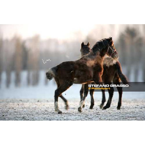 yearlings in the paddocks of Biasuzzi Stud Colloredo di Monte Albano (Ud), 24th jan. 2008 ph. Stefano Grasso