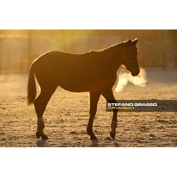 yearling in the paddocks of Biasuzzi Stud Colloredo di Monte Albano (Ud), 24th jan. 2008 ph. Stefano Grasso