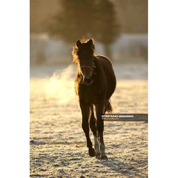 yearling in the paddocks of Biasuzzi Stud Colloredo di Monte Albano (Ud), 24th jan. 2008 ph. Stefano Grasso