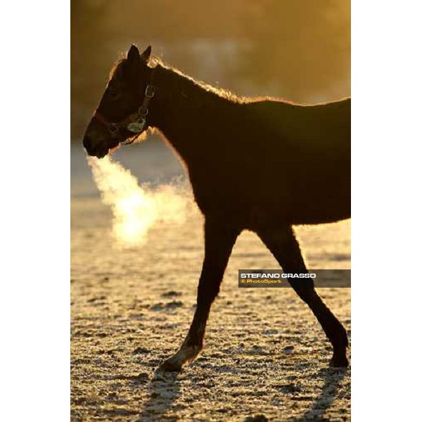 yearling in the paddocks of Biasuzzi Stud Colloredo di Monte Albano (Ud), 24th jan. 2008 ph. Stefano Grasso