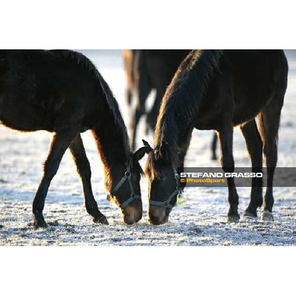 yearlings in the paddocks of Biasuzzi Stud Colloredo di Monte Albano (Ud), 24th jan. 2008 ph. Stefano Grasso