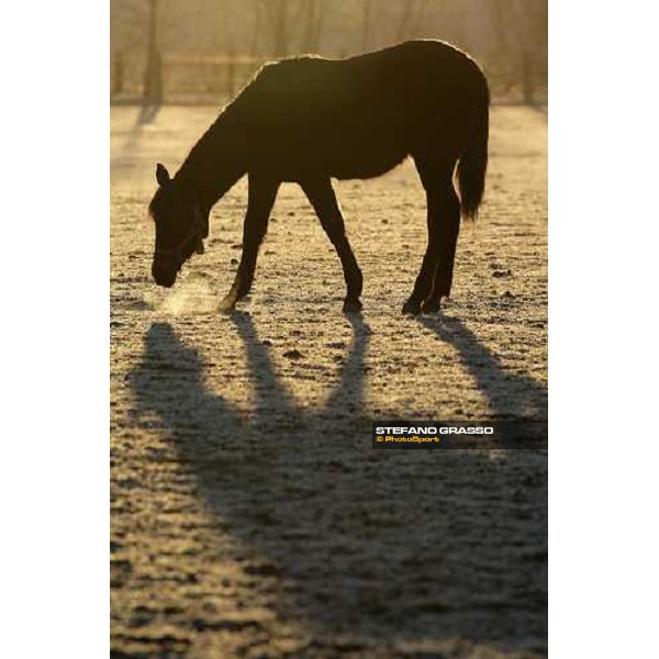 yearlings in the paddocks of Biasuzzi Stud Colloredo di Monte Albano (Ud), 24th jan. 2008 ph. Stefano Grasso