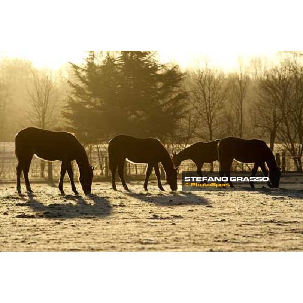 yearlings in the paddocks of Biasuzzi Stud Colloredo di Monte Albano (Ud), 24th jan. 2008 ph. Stefano Grasso