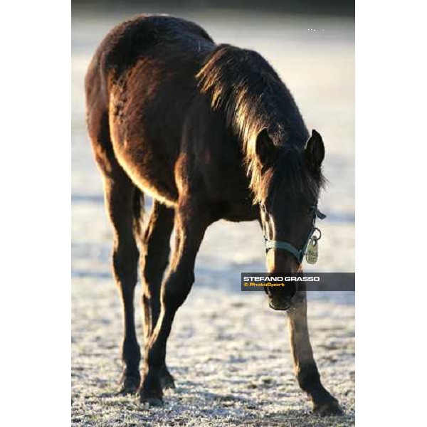 yearling in the paddocks of Biasuzzi Stud Colloredo di Monte Albano (Ud), 24th jan. 2008 ph. Stefano Grasso