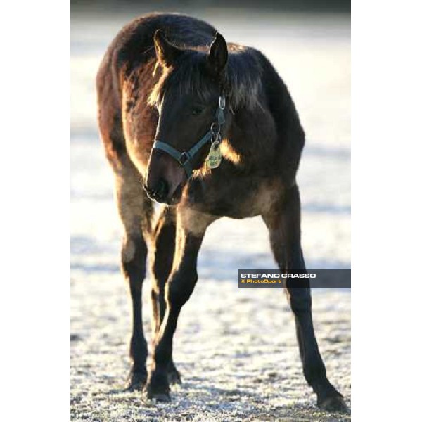 yearling in the paddocks of Biasuzzi Stud Colloredo di Monte Albano (Ud), 24th jan. 2008 ph. Stefano Grasso