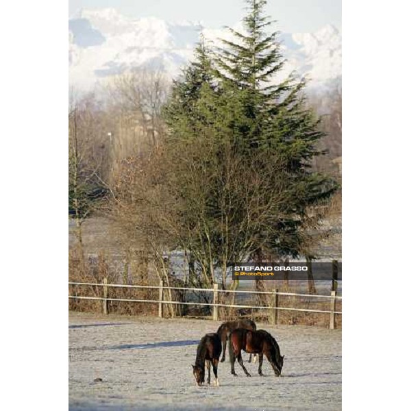 yearlings in the paddocks of Biasuzzi Stud Colloredo di Monte Albano (Ud), 24th jan. 2008 ph. Stefano Grasso