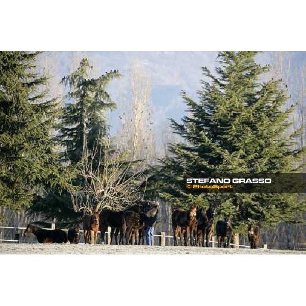 yearlings in the paddocks of Biasuzzi Stud Colloredo di Monte Albano (Ud), 24th jan. 2008 ph. Stefano Grasso