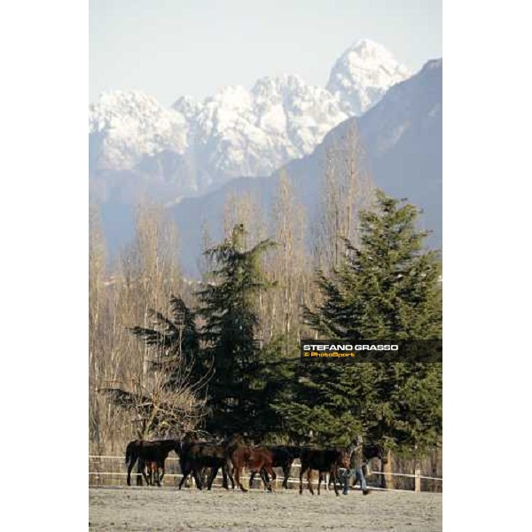 yearlings in the paddocks of Biasuzzi Stud Colloredo di Monte Albano (Ud), 24th jan. 2008 ph. Stefano Grasso