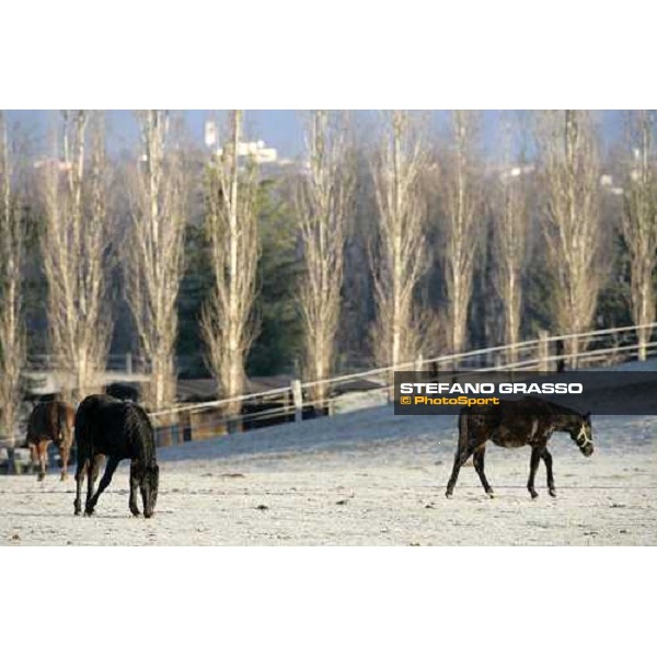 yearlings in the paddocks of Biasuzzi Stud Colloredo di Monte Albano (Ud), 24th jan. 2008 ph. Stefano Grasso