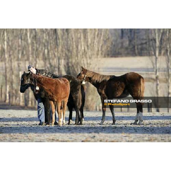 yearlings in the paddocks of Biasuzzi Stud Colloredo di Monte Albano (Ud), 24th jan. 2008 ph. Stefano Grasso