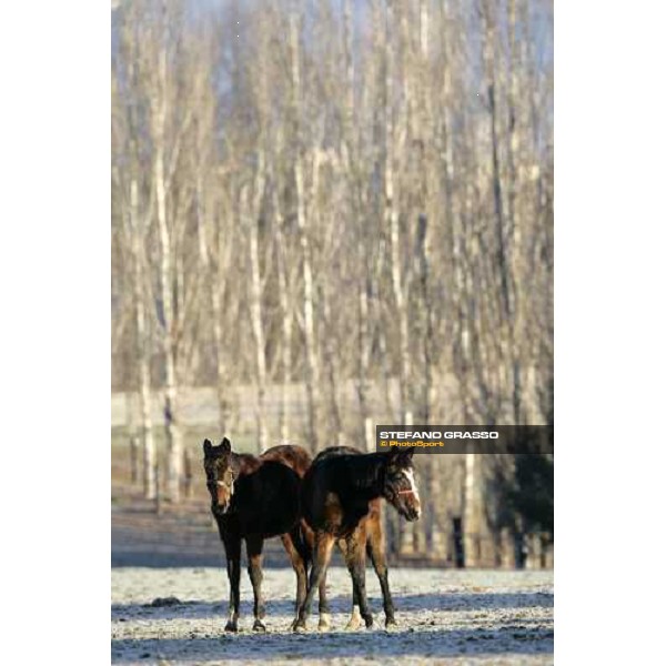 yearlings in the paddocks of Biasuzzi Stud Colloredo di Monte Albano (Ud), 24th jan. 2008 ph. Stefano Grasso