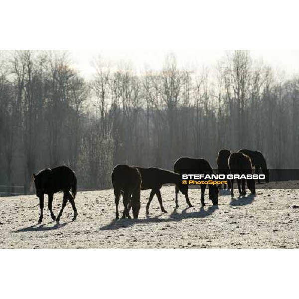 yearlings in the paddocks of Biasuzzi Stud Colloredo di Monte Albano (Ud), 24th jan. 2008 ph. Stefano Grasso