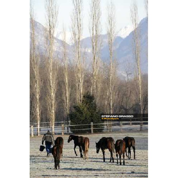 yearlings in the paddocks of Biasuzzi Stud Colloredo di Monte Albano (Ud), 24th jan. 2008 ph. Stefano Grasso