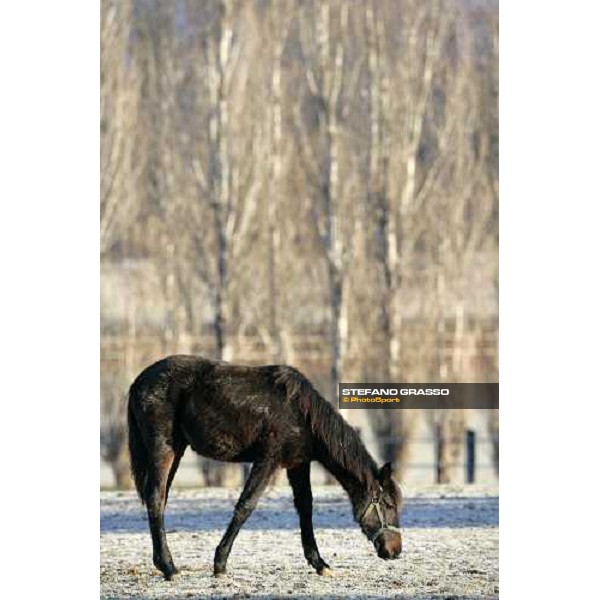 yearling in the paddocks of Biasuzzi Stud Colloredo di Monte Albano (Ud), 24th jan. 2008 ph. Stefano Grasso