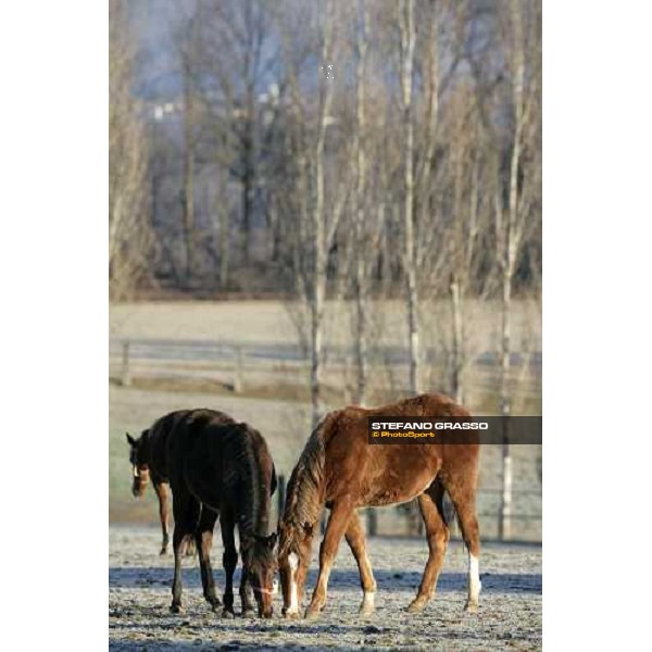 yearlings in the paddocks of Biasuzzi Stud Colloredo di Monte Albano (Ud), 24th jan. 2008 ph. Stefano Grasso