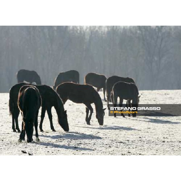 yearlings in the paddocks of Biasuzzi Stud Colloredo di Monte Albano (Ud), 24th jan. 2008 ph. Stefano Grasso