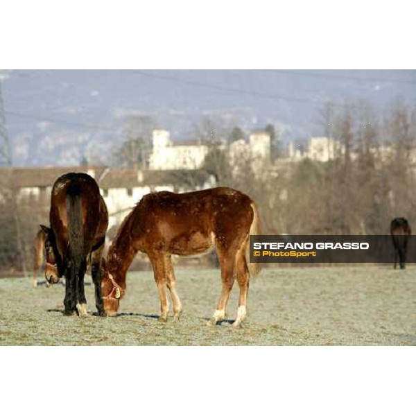 yearlings in the paddocks of Biasuzzi Stud Colloredo di Monte Albano (Ud), 24th jan. 2008 ph. Stefano Grasso