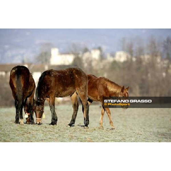 yearlings in the paddocks of Biasuzzi Stud Colloredo di Monte Albano (Ud), 24th jan. 2008 ph. Stefano Grasso