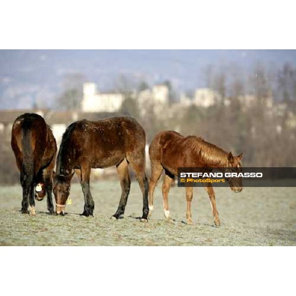 yearlings in the paddocks of Biasuzzi Stud Colloredo di Monte Albano (Ud), 24th jan. 2008 ph. Stefano Grasso