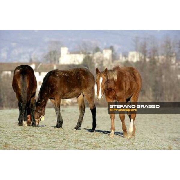 yearlings in the paddocks of Biasuzzi Stud Colloredo di Monte Albano (Ud), 24th jan. 2008 ph. Stefano Grasso