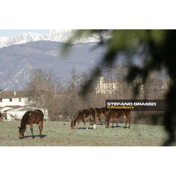 yearlings in the paddocks of Biasuzzi Stud Colloredo di Monte Albano (Ud), 24th jan. 2008 ph. Stefano Grasso
