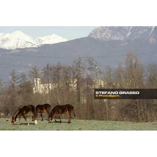 yearlings in the paddocks of Biasuzzi Stud Colloredo di Monte Albano (Ud), 24th jan. 2008 ph. Stefano Grasso